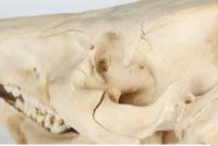 Skull Boar - Sus scrofa 0084